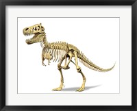 3D Rendering of a Tyrannosaurus Rex Dinosaur Skeleton Fine Art Print
