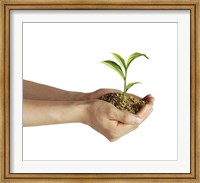 Man's Hands Holding Soil with a Little Growing Green Plant Fine Art Print