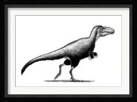 Black Ink Drawing of Teratophoneus Curriei Framed Print