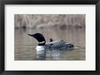 British Columbia Common Loon with chick Fine Art Print