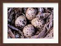 Nightjar Nest and Eggs, Thaku River, British Columbia, Canada Fine Art Print