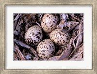 Nightjar Nest and Eggs, Thaku River, British Columbia, Canada Fine Art Print