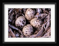 Nightjar Nest and Eggs, Thaku River, British Columbia, Canada Fine Art Print