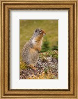 British Columbia, Banff NP, Columbian ground squirrel Fine Art Print