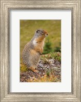 British Columbia, Banff NP, Columbian ground squirrel Fine Art Print