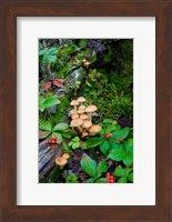 British Columbia, Bowron Lakes Park Bunchberry, Forest Fine Art Print