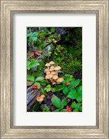 British Columbia, Bowron Lakes Park Bunchberry, Forest Fine Art Print