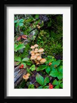 British Columbia, Bowron Lakes Park Bunchberry, Forest Fine Art Print