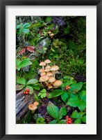British Columbia, Bowron Lakes Park Bunchberry, Forest Fine Art Print