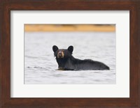 British Columbia, Bowron Lakes Park, Black bear Fine Art Print