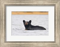 British Columbia, Bowron Lakes Park, Black bear Fine Art Print