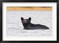 British Columbia, Bowron Lakes Park, Black bear Fine Art Print