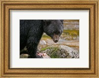 British Columbia, Gribbell Island, Black bear, salmon Fine Art Print