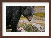British Columbia, Gribbell Island, Black bear, salmon Fine Art Print