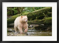 British Columbia, Princess Royal Island, Spirit Bear Fine Art Print
