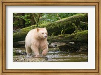 British Columbia, Princess Royal Island, Spirit Bear Fine Art Print