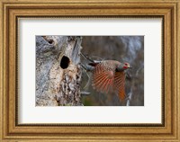 British Columbia, Red-shafted Flicker bird Fine Art Print