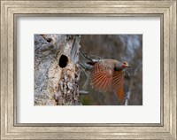 British Columbia, Red-shafted Flicker bird Fine Art Print