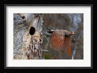 British Columbia, Red-shafted Flicker bird Fine Art Print