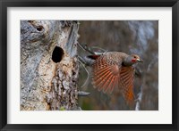 British Columbia, Red-shafted Flicker bird Fine Art Print