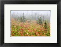 British Columbia, Revelstoke NP, Misty meadow Fine Art Print