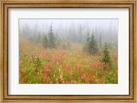 British Columbia, Revelstoke NP, Misty meadow Fine Art Print
