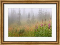 Misty Meadow Scenic, Revelstoke National Park, British Columbia, Canada Fine Art Print