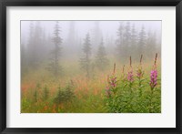 Misty Meadow Scenic, Revelstoke National Park, British Columbia, Canada Fine Art Print