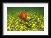 British Columbia, Adams River Sockeye salmon migrating Fine Art Print