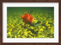 British Columbia, Adams River Sockeye salmon migrating Fine Art Print