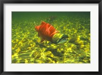 British Columbia, Adams River Sockeye salmon migrating Fine Art Print