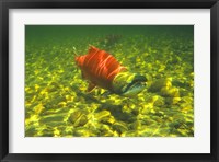 British Columbia, Adams River Sockeye salmon migrating Fine Art Print