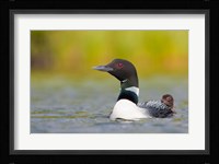 British Columbia, Common Loon, breeding plumage Fine Art Print