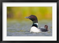 British Columbia, Common Loon, breeding plumage Fine Art Print
