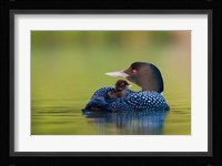 British Columbia, Common Loons Fine Art Print