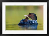 British Columbia, Common Loons Fine Art Print
