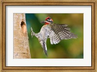 British Columbia, Red-naped Sapsucker bird Fine Art Print