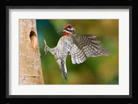British Columbia, Red-naped Sapsucker bird Fine Art Print