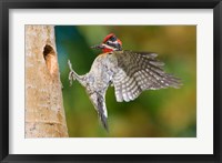British Columbia, Red-naped Sapsucker bird Fine Art Print