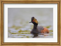 Canada, British Columbia, Eared Grebe, breeding plumage Fine Art Print