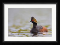 Canada, British Columbia, Eared Grebe, breeding plumage Fine Art Print