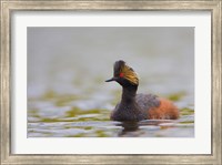 Canada, British Columbia, Eared Grebe, breeding plumage Fine Art Print
