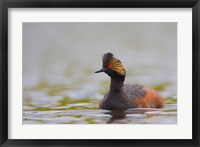 Canada, British Columbia, Eared Grebe, breeding plumage Fine Art Print