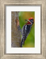 Canada, British Columbia, Red-naped Sapsucker bird, nest Fine Art Print