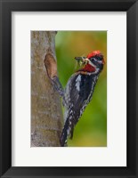 Canada, British Columbia, Red-naped Sapsucker bird, nest Fine Art Print
