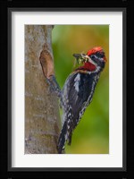 Canada, British Columbia, Red-naped Sapsucker bird, nest Fine Art Print