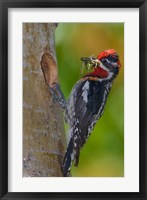 Canada, British Columbia, Red-naped Sapsucker bird, nest Fine Art Print