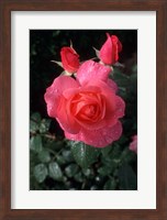 English Rose in Butchart Gardens, Vancouver Island, British Columbia, Canada Fine Art Print