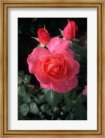 English Rose in Butchart Gardens, Vancouver Island, British Columbia, Canada Fine Art Print