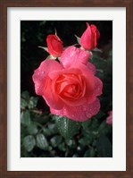 English Rose in Butchart Gardens, Vancouver Island, British Columbia, Canada Fine Art Print